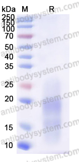 AHF92402, SDS-PAGE