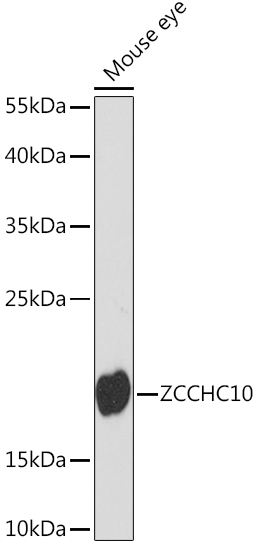 Валидация Elabscience E-AB-91571