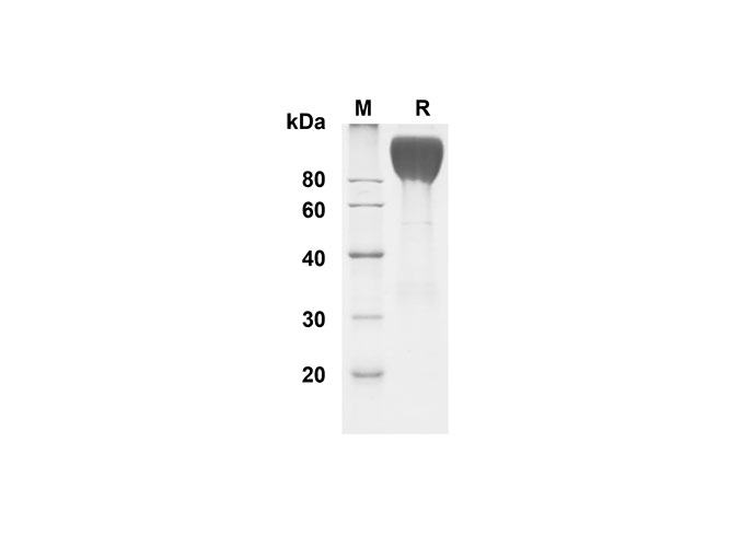 Валидация Elabscience PDMH100298(910)