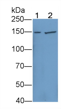 21394