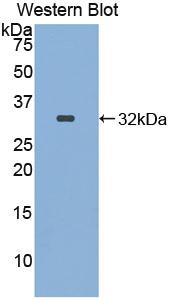 52143