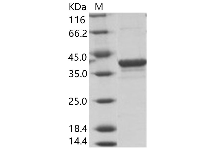 Валидация Elabscience PKSV030139(5916)