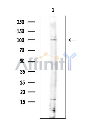 Валидация Affinity DF15300 - 11597
