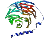 Telomerase Associated Protein 1 (TEP1)