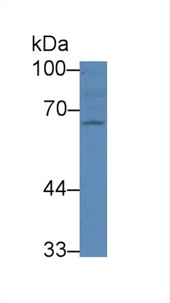 13567