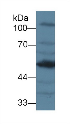 13637