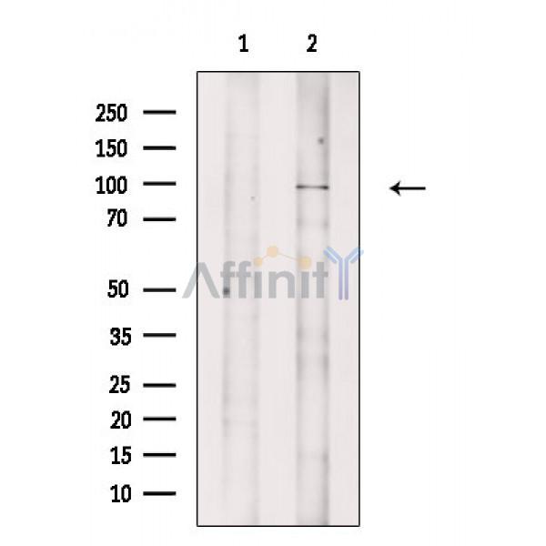 Валидация Affinity DF2680 - 13386