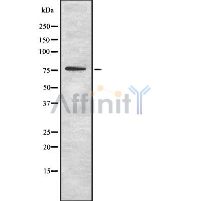Валидация Affinity DF8249 - 20089