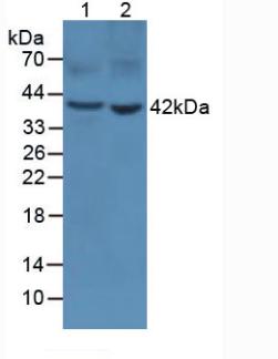 4097
