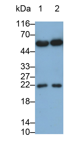 28412