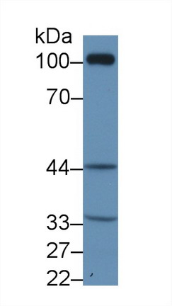 8787