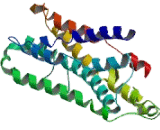 Prostaglandin F Receptor (FP)