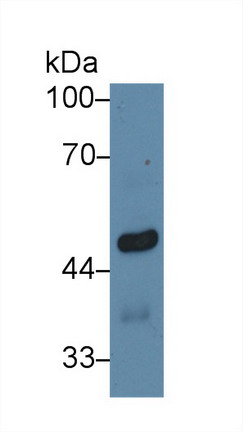 10019
