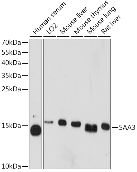 Валидация Elabscience E-AB-90313
