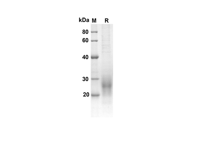 Валидация Elabscience PDMM100096(1066)