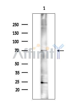 Валидация Affinity DF15827 - 12326