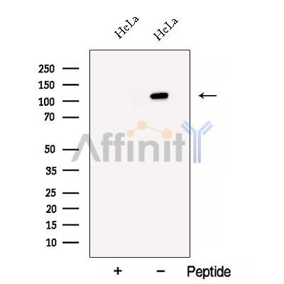 Валидация Affinity DF12858 - 7588