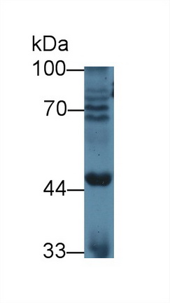 12583