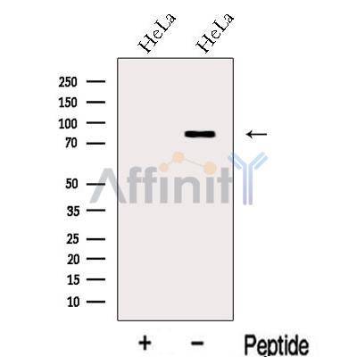 Валидация Affinity DF13126 - 8048