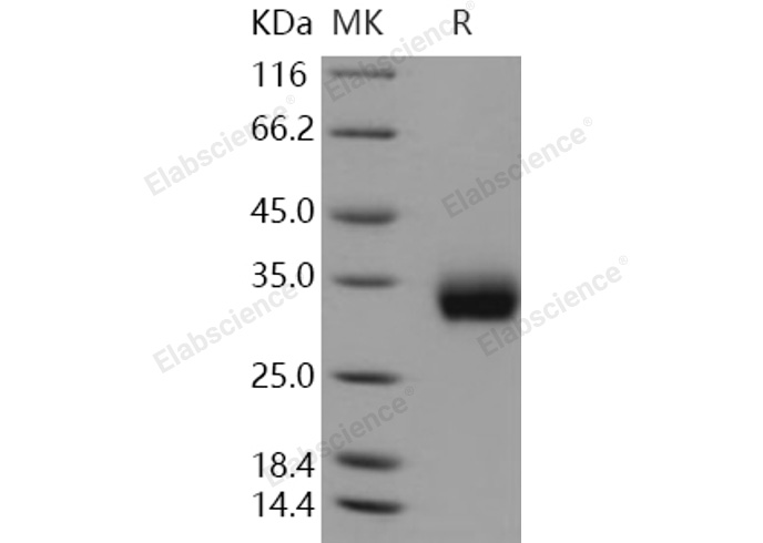 Валидация Elabscience PKSH030892(1724)