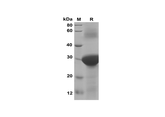 Валидация Elabscience PDEH100601(113)