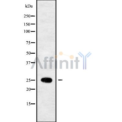 Валидация Affinity DF10010 - 5448