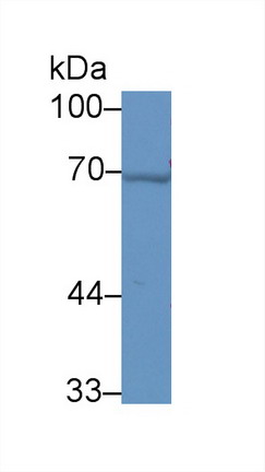 8543