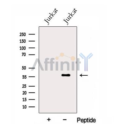 Валидация Affinity DF13041 - 7876