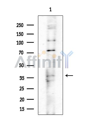 Валидация Affinity DF4006 - 15248