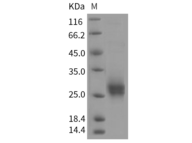 Валидация Elabscience PKSR030220(5578)