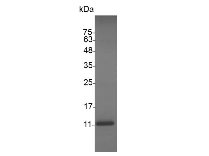 Валидация Elabscience PKSS000023(5876)