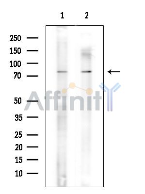 Валидация Affinity DF15461 - 11821