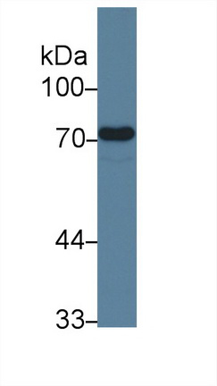 10682