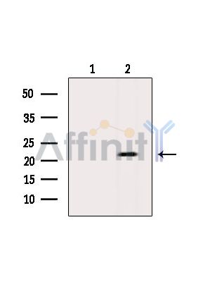 Валидация Affinity DF14739 - 10817