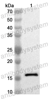 Валидация AntibodySystem PHB77201