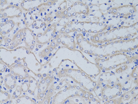 Валидация Elabscience E-AB-66148