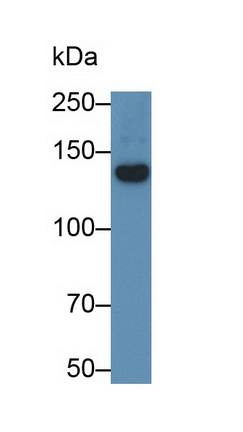 52605