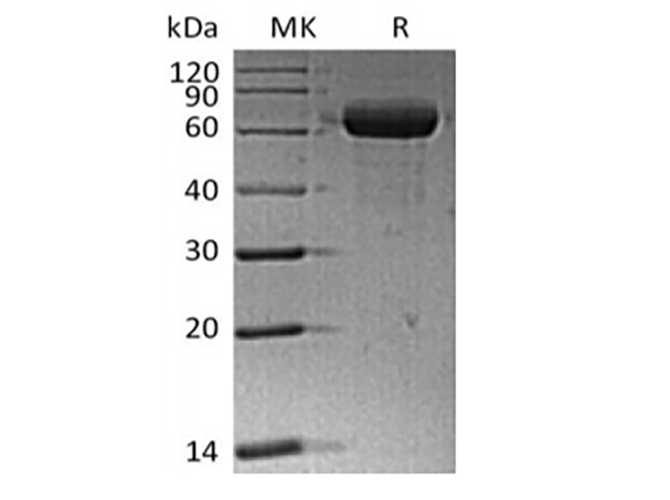 Валидация Elabscience PKSH033851(4086)