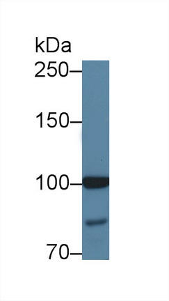 12696