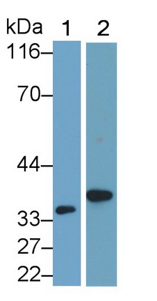 50841