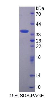 58666