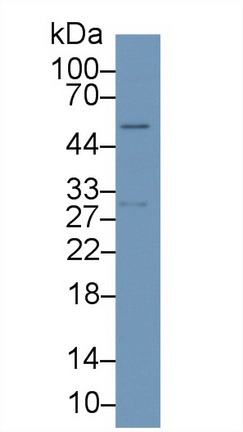 62670