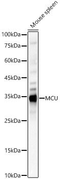 Валидация Elabscience E-AB-93334