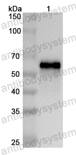 Валидация AntibodySystem PHB60901
