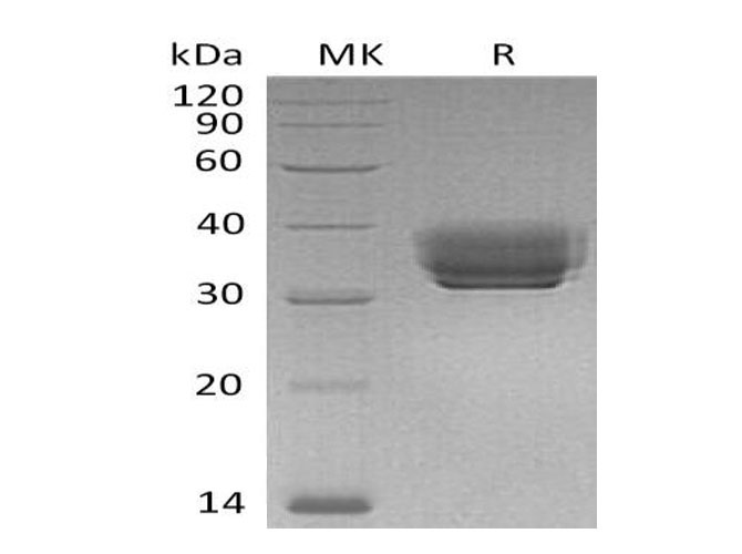 Валидация Elabscience PKSM040968(4906)