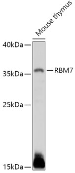 Валидация Elabscience E-AB-91829