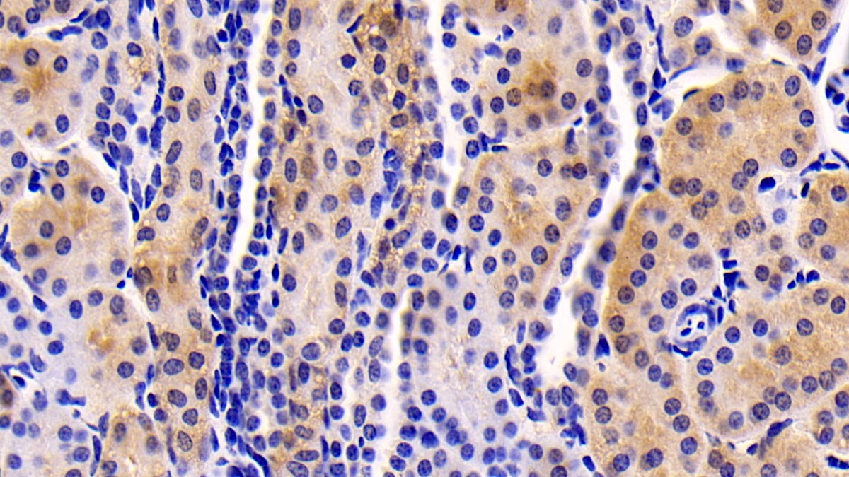 24629