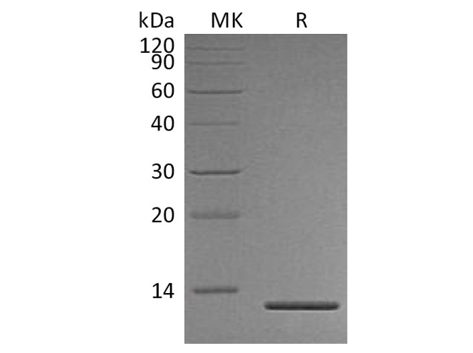 Валидация Elabscience PKSH033568(3864)