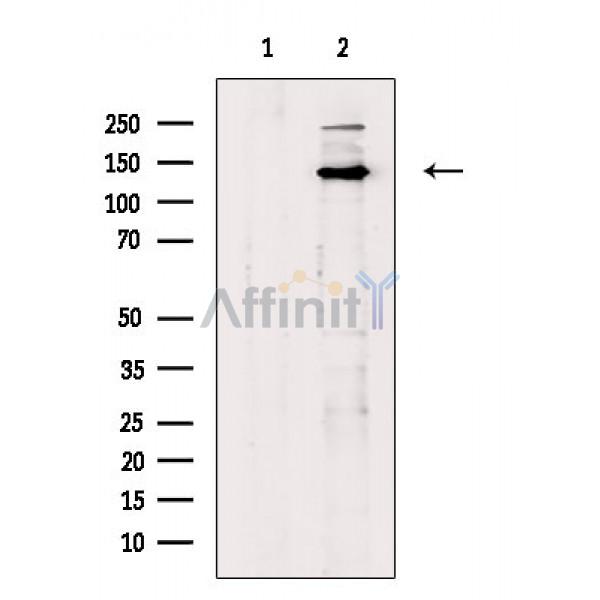 Валидация Affinity DF2281 - 12838