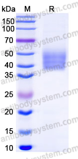 EHJ66301, SDS-PAGE